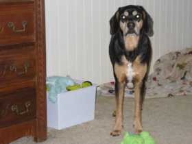 Lost Dog