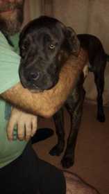 Lost Dog