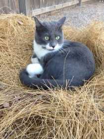 Lost Cat