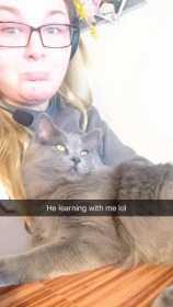 Lost Cat