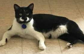 Lost Cat