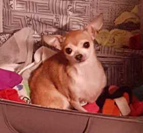 Lost Dog