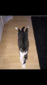 Lost Cat