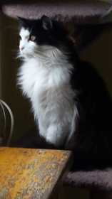 Lost Cat