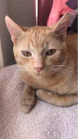 Lost Cat