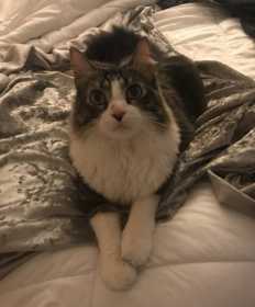 Lost Cat