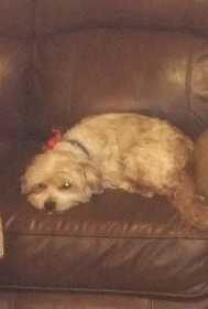 Lost Dog