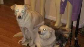 Lost Dog