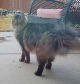 Lost Cat
