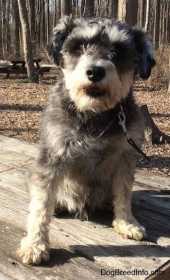Lost Dog