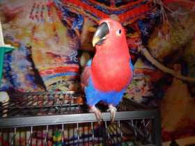 Lost Eclectus