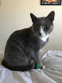 Lost Cat