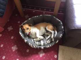 Lost Dog