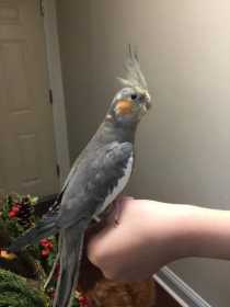 Lost Cockatiel