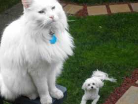 Lost Cat