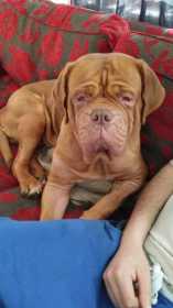 Lost Dog