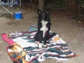 Lost Dog