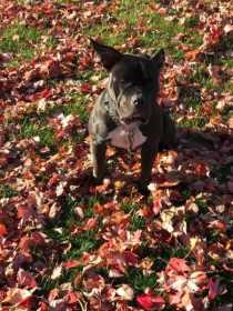 Lost Dog