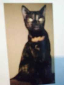 Lost Cat