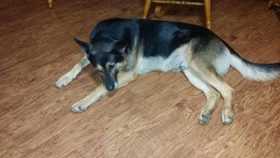 Lost Dog