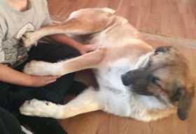 Lost Dog