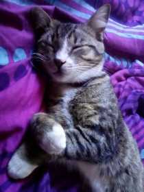 Lost Cat