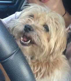 Lost Dog
