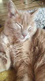 Lost Cat