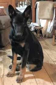 Lost Dog