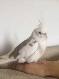 Lost Cockatiel