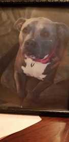 Lost Dog