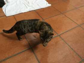 Lost Cat