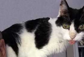 Lost Cat