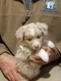 Lost Dog