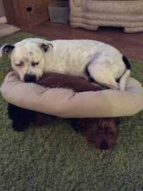 Lost Dog