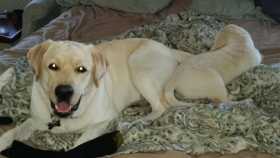 Lost Dog