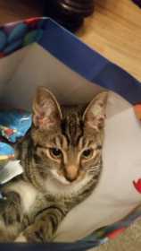 Lost Cat