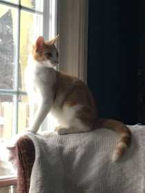 Lost Cat