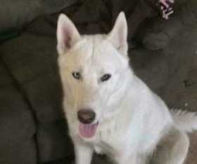 Lost Dog