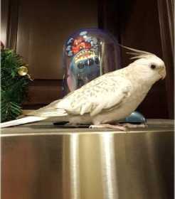 Lost Cockatiel