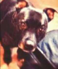 Lost Dog