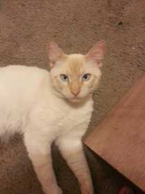 Lost Cat