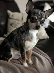 Lost Dog