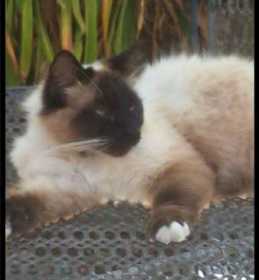 Lost Cat