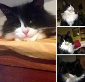 Lost Cat