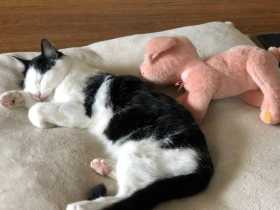 Lost Cat