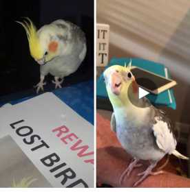 Lost Cockatiel