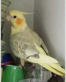 Lost Cockatiel