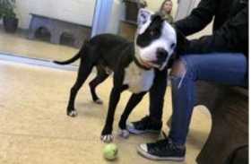 Lost Dog