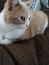Lost Cat